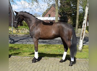 Koń meklemburski, Wałach, 3 lat, 163 cm, Kara