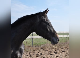 Koń meklemburski, Wałach, 3 lat, 165 cm, Karosiwa