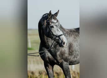 Koń meklemburski, Wałach, 3 lat, 169 cm, Siwa jabłkowita