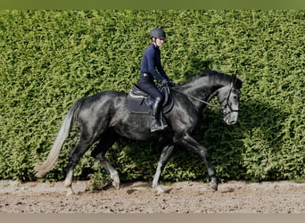 Koń meklemburski, Wałach, 3 lat, 169 cm, Siwa jabłkowita