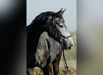 Koń meklemburski, Wałach, 3 lat, 169 cm, Siwa jabłkowita