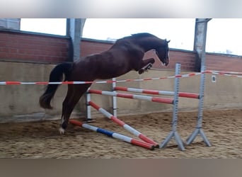 Koń meklemburski, Wałach, 3 lat, 170 cm, Gniada