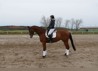 Koń meklemburski, Wałach, 3 lat, 170 cm, Gniada