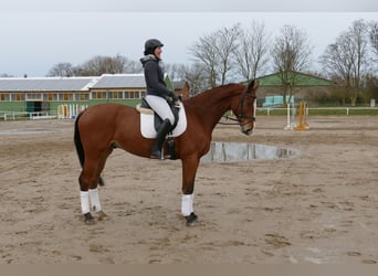Koń meklemburski, Wałach, 3 lat, 170 cm, Gniada