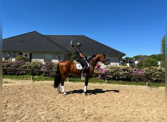 Koń meklemburski, Wałach, 3 lat, 173 cm, Gniada