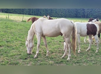 Koń meklemburski, Wałach, 4 lat, 152 cm, Cremello