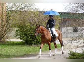 Koń meklemburski, Wałach, 4 lat, 166 cm, Gniada