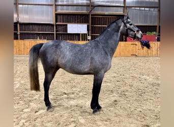 Koń meklemburski, Wałach, 4 lat, 167 cm, Siwa