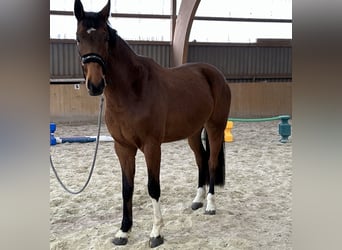 Koń meklemburski, Wałach, 4 lat, 170 cm, Gniada