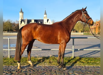 Koń meklemburski, Wałach, 4 lat, 170 cm, Gniada