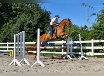 Koń meklemburski, Wałach, 5 lat, 165 cm, Kasztanowata