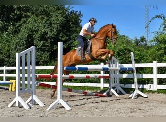 Koń meklemburski, Wałach, 5 lat, 165 cm, Kasztanowata