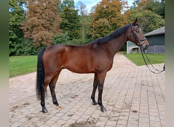 Koń meklemburski, Wałach, 5 lat, 167 cm, Gniada