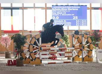 Koń meklemburski, Wałach, 5 lat, 168 cm, Ciemnogniada