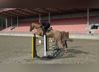 Koń meklemburski, Wałach, 5 lat, 168 cm, Kasztanowata