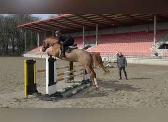 Koń meklemburski, Wałach, 5 lat, 168 cm, Kasztanowata