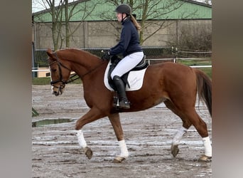 Koń meklemburski, Wałach, 5 lat, 169 cm, Kasztanowata