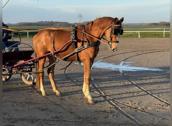 Koń meklemburski, Wałach, 5 lat, 169 cm, Kasztanowata