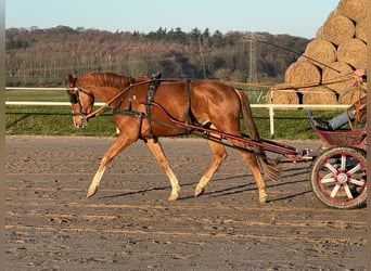 Koń meklemburski, Wałach, 5 lat, 169 cm, Kasztanowata