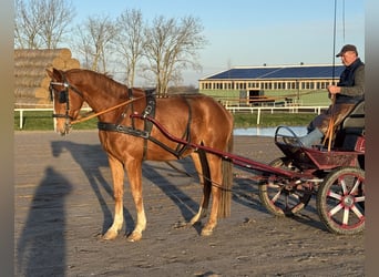 Koń meklemburski, Wałach, 5 lat, 169 cm, Kasztanowata