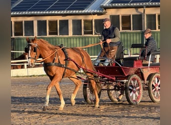 Koń meklemburski, Wałach, 5 lat, 169 cm, Kasztanowata