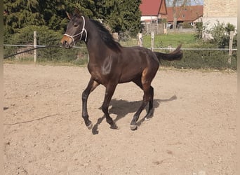 Koń meklemburski, Wałach, 5 lat, 170 cm, Ciemnogniada
