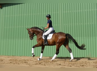 Koń meklemburski, Wałach, 5 lat, 170 cm, Gniada