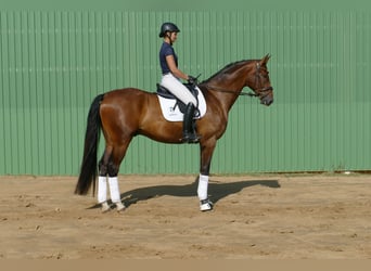 Koń meklemburski, Wałach, 5 lat, 170 cm, Gniada