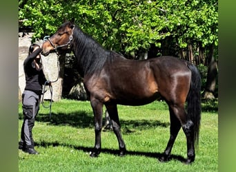 Koń meklemburski, Wałach, 5 lat, 175 cm, Ciemnogniada
