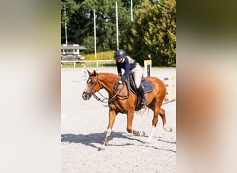 Koń meklemburski, Wałach, 6 lat, 163 cm, Kasztanowata