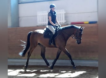 Koń meklemburski, Wałach, 6 lat, 167 cm, Gniada