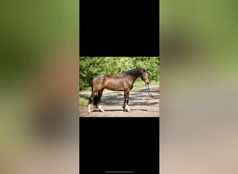 Koń meklemburski, Wałach, 6 lat, 168 cm, Gniada