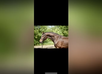 Koń meklemburski, Wałach, 6 lat, 168 cm, Gniada