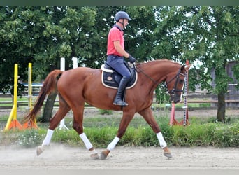 Koń meklemburski, Wałach, 6 lat, 175 cm, Kasztanowata