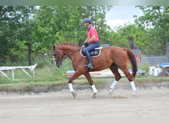 Koń meklemburski, Wałach, 6 lat, 175 cm, Kasztanowata