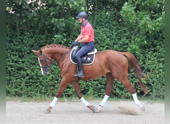 Koń meklemburski, Wałach, 6 lat, 175 cm, Kasztanowata