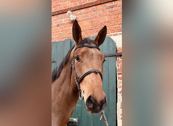 Koń meklemburski, Wałach, 6 lat, 180 cm, Gniada