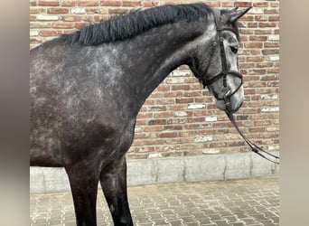 Koń meklemburski, Wałach, 7 lat, 167 cm, Siwa jabłkowita