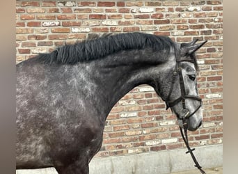 Koń meklemburski, Wałach, 7 lat, 167 cm, Siwa jabłkowita