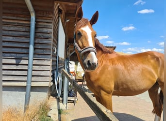 Koń meklemburski, Wałach, 7 lat, 180 cm, Kasztanowata