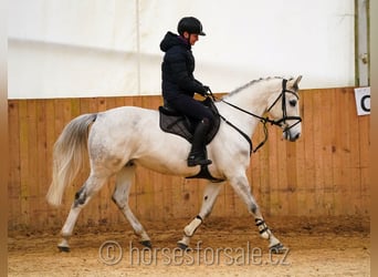 Koń meklemburski, Wałach, 8 lat, 160 cm, Siwa