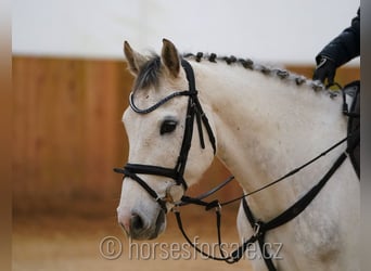 Koń meklemburski, Wałach, 8 lat, 160 cm, Siwa
