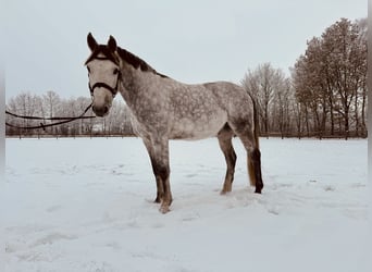 Koń meklemburski, Wałach, 8 lat, 166 cm, Siwa