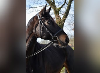 Koń meklemburski, Wałach, 8 lat, 175 cm, Ciemnogniada