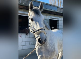 Koń meklemburski, Wałach, 9 lat, 175 cm, Siwa