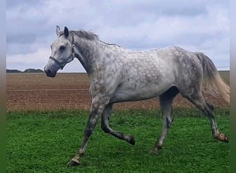 Koń meklemburski, Wałach, 9 lat, 179 cm, Siwa