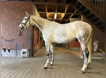 Koń meklemburski, Wałach, 9 lat, 179 cm, Siwa