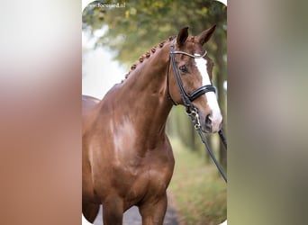 Koń oldenburski dawnego typu, Klacz, 10 lat, 160 cm, Kasztanowata