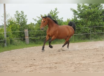 Koń oldenburski dawnego typu, Klacz, 10 lat, 173 cm, Gniada