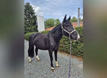 Koń oldenburski dawnego typu, Klacz, 16 lat, 162 cm, Kara